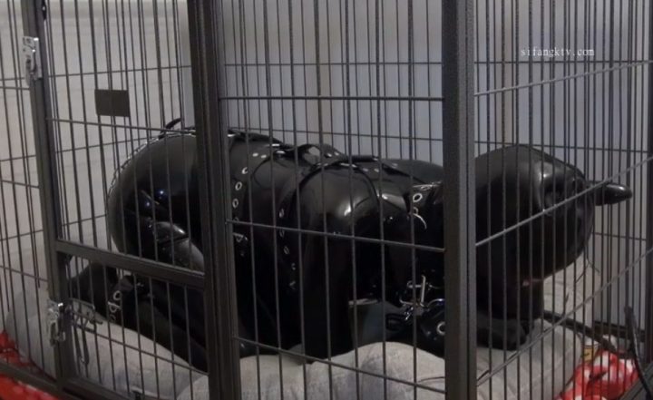 编号2490 闪闪工作室_全体乳胶衣人形犬 犬化窒息强制调教 年终超长不加价诚意奉献 1V 1P_LSP爱看_PikPak云盘_资源合集_免费下载